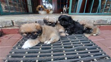 pikingese puppys