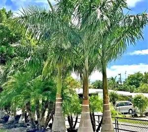 Royal palm trees