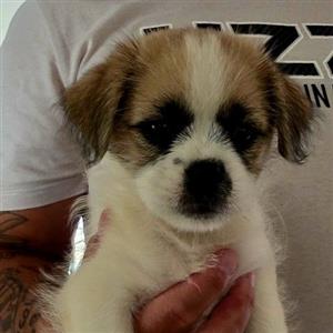 Cavalier king x Charles spaniel puppy 