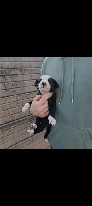 Border collie puppies