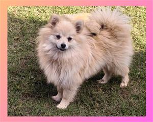 Toy Pom Female