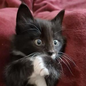 Bond. James Bond. Sterilisation included when you adopt kittens from CatzRus.