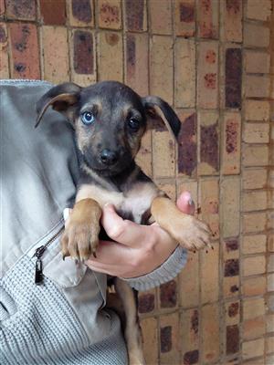 German shepherd cross husky puppies 