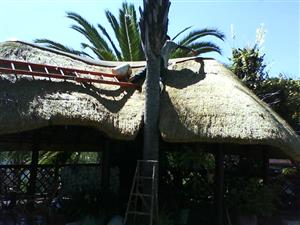 Lapa / Thatch / Grasdak
