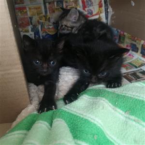 Black male and female Kittens