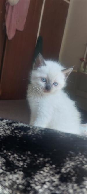 Darcy Siamese kitten 
