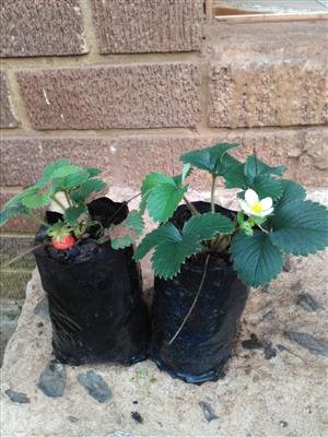 Strawberry plants for sale 