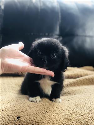 Peekapoo puppies for sale 