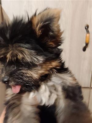 Beautiful miniature Yorkies available