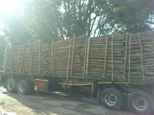 Pine pulp timber for sale