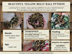 Yellow belly ball python snake 