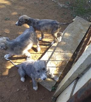 3 male  2 month old Scottishdeer x Greyhound pups for sale