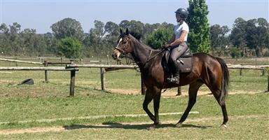 Lovely Thoroughbred Gelding