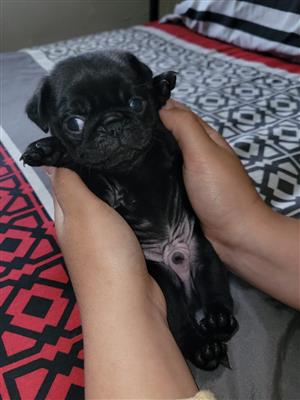 Pug Puppies for sale, 2 x Female, 2 x Male, 2 Fawn, 2 Black