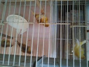 Canaries to buy +7 breeding Cages 
