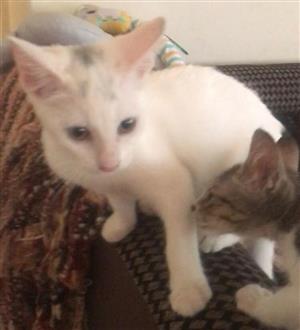Khao manee kittens 