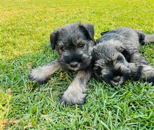 Miniature Schnauzers