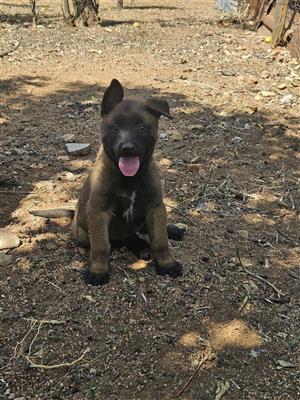 Belgian malinois puppies 