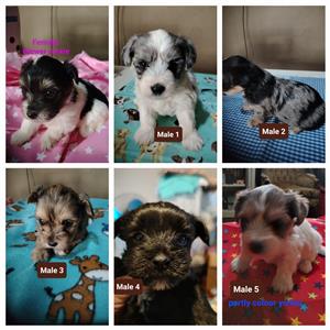 Beautiful exotic yorkies