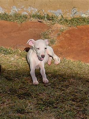 Whippet female puppy