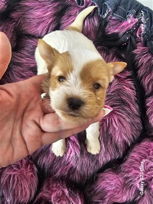 Yorkshire Terrier Girl