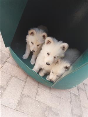 Swiss German sherpad pups