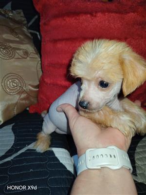 Chinese crested puppys all boys