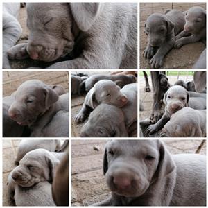 Weimeraner puppies for sale