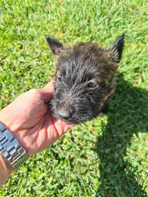 8 Week old Scottish Terrier pups for Sale R2500 each. 4 Females and 2 Males