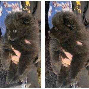Pomeranian toy pups