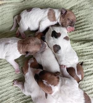 Pure bred Jack Russell puppies 