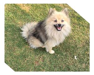Toy Pom puppy