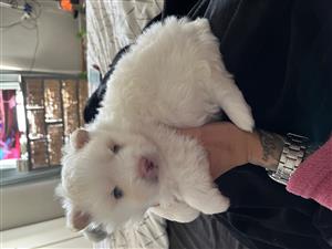 Pomeranian puppy