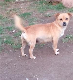 Pug x miniature pinscher female