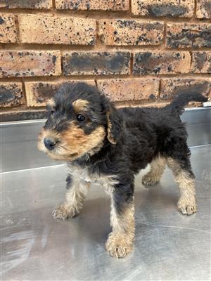 Airedale Terrier Puppies