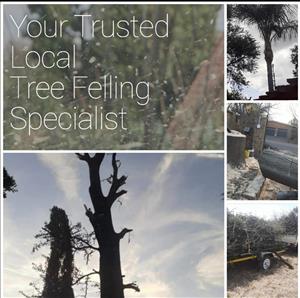 Tree Felling, Cutting, Pruning. Stump Removal, Site Clearing, Rubble Removal