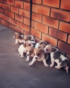 Male jack russel puppies. 