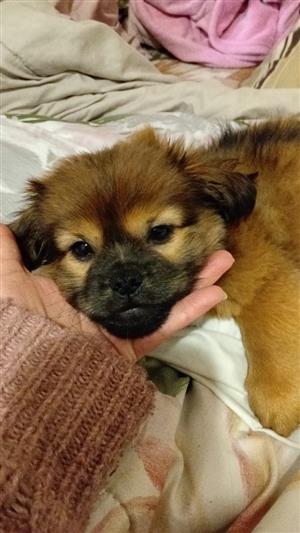 Pekipom puppy