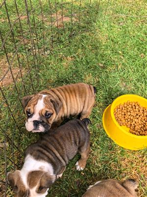 Gorgeous English bulldog puppies available
