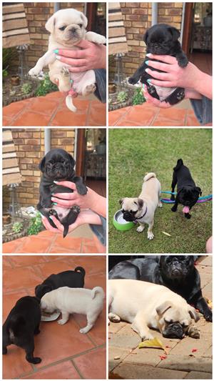 Pug puppies