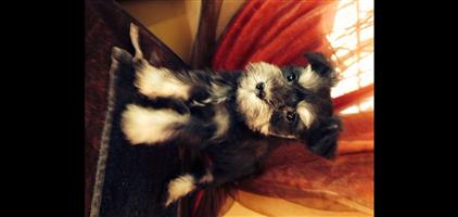 Miniature schnauzer puppies 