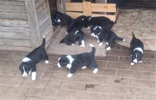 Border Collie puppies