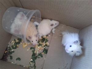 Hamsters and cage 