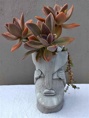 Head pot with a succulent plant.