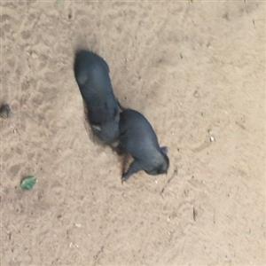 Miniature potbelly pigs