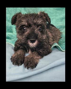 Miniature Schnauzer pups