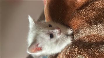 Khao manne/ Siemens mix kittens