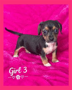 Chihuahua x Miniature Dachshund pups