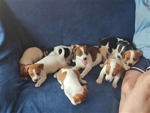 Short Leg Jack Russel puppies  for sale  x3 males 