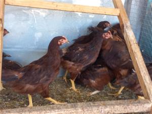 Purebred Rhode Island Red Roosters